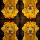 HUN-354 Dogs - 3-ply - ppd - Two Can Art - CS
